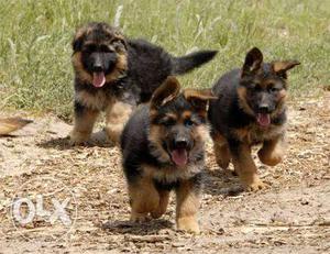 Best quality German Shepard puppies available