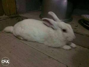 Big pure white rabbit 7 to 8 months old re
