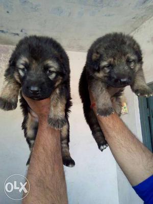 Black And Brown Rottweiler Puppies
