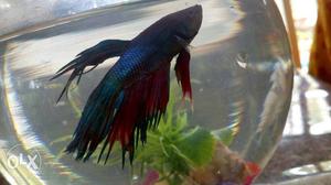 Black And Red Pet Fish