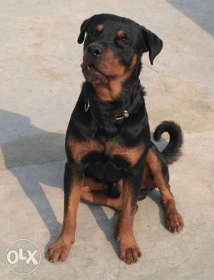 Black And Tan Rotweiller