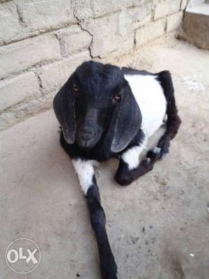 Black And White Anglo Nubian Goat