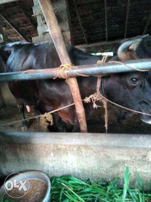 Black Cow In Kattur