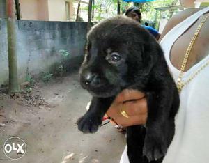 Black Labrador Retriever Puppy urgent..