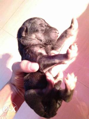 Black Newborn Puppy