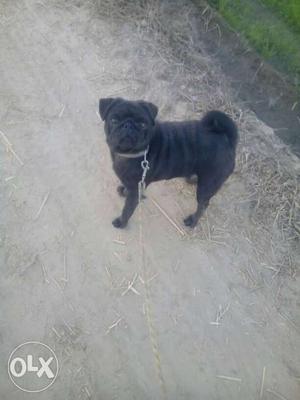 Black Pug In Cheema