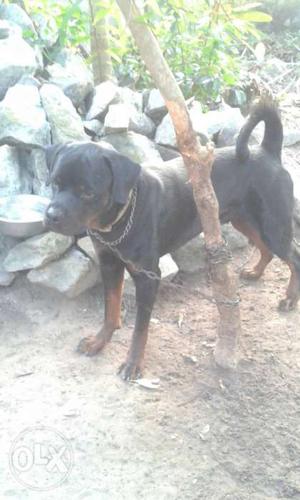 Black-and-tan Rottweiler
