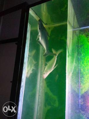 Black and white shark big fishes for sale