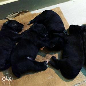 Black lab puppies one month old deworming done