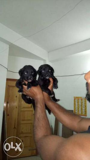 Black lab puppy booking available male 