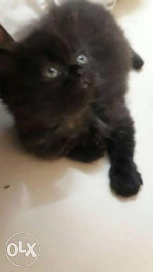 Black parsian female 1.5 month old eat dry and