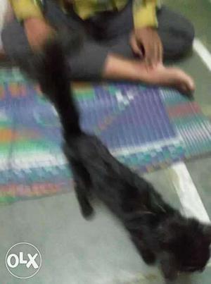 Black pet kitten of cat potty trained