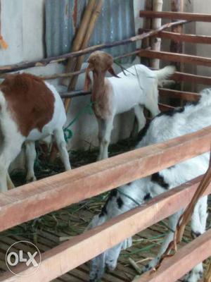 Boer female goat 4month