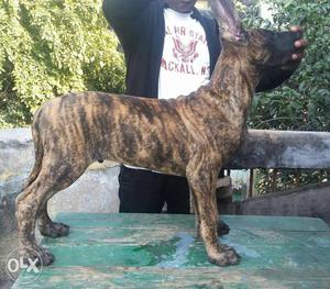 Brindle Great Dane Pupp