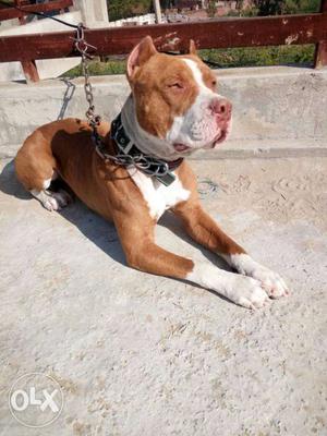 Brown And White American pitbull