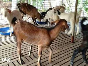 Brown And White Goats