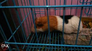 Brown And White Guinea Pig
