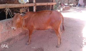 Brown Cow In Mangalpady