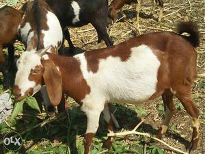 Brown Female Goats
