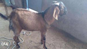 Brown Malwa Goat - Andul Bakra