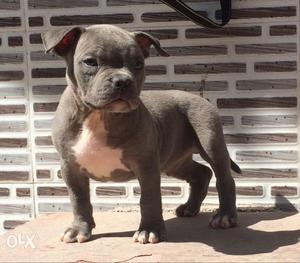 Brown Staffordshire Bull Terrier Puppy
