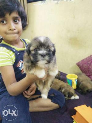 Celebrate Holi with lovely cute dog lhasa apso male