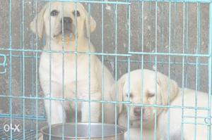 Champion blood line, heavy born lab puppies for