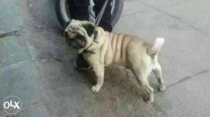 Champion line pug male for sale in Pune quality