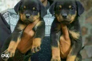 Champion line rottwieler Puppies available male