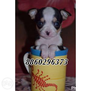 Chihuahua beautiful Toys pup tea cup size Pup age