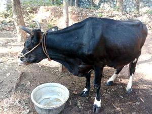 Cow for Sale Veliyam Kottarakara