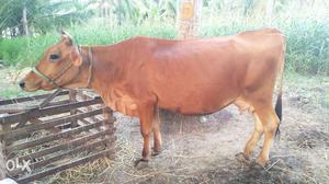 Cow with 3 month pregnet gives 8 lt perday aand 5