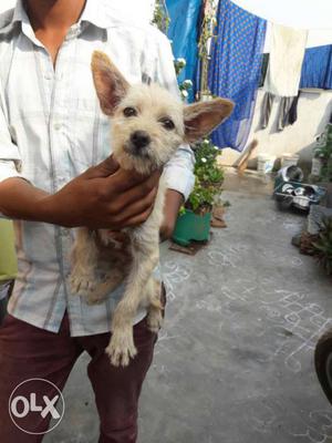 Cream Portuguese Podengo Puppy