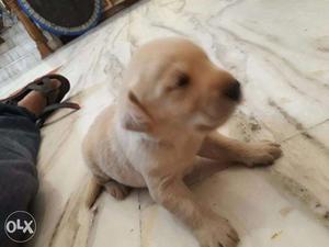 Cute Labrador Puppies For Sale