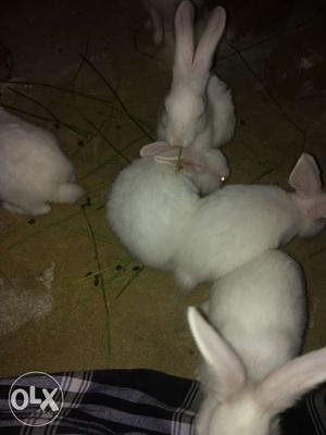 Cute and very active baby Bunnies for sale