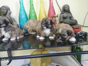 Cute little Lhasa Apso puppy most beautiful breed each puppy