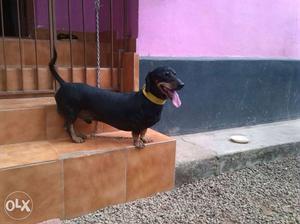 Dachund male 1 year old eight