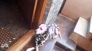 Dalmatian female dog for sale from top lineage