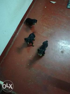 Dash puppies for sale
