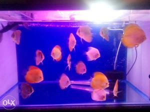 Discus fish for sale 15 pieces for  pp. price is