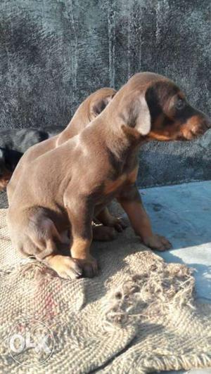 Doberman Puppy available 4sale full have pup