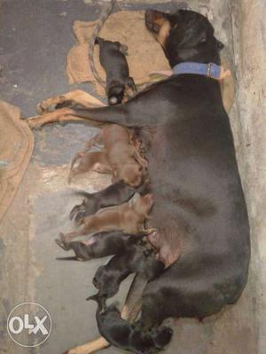 Doberman puppies available with champion blood
