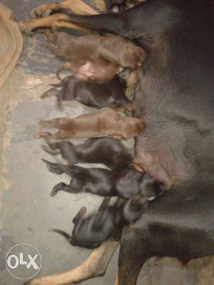 Doberman puppies available with champion blood