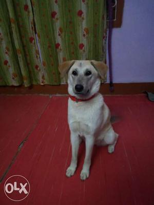 Dog FEMALE labrador mixed breed.. NOT FOR SALE