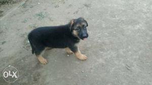 Double bones dark pigment heavy size gsd female