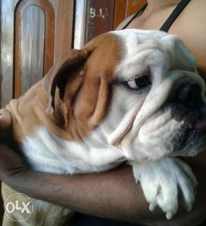 English bulldog male for sell 12 months puppy