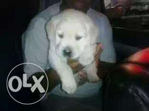 Excellent quality lab puppys to sell in chennai