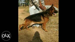 Excellent show quality German shepherd male for sale