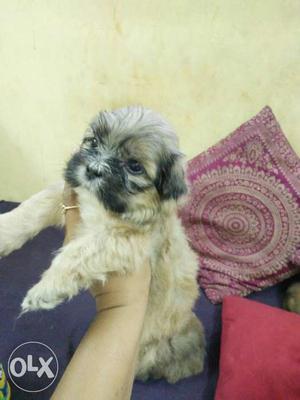 Express ur love gift cute little Lhasa Apso puppy