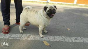 Fawn Pug In Rishikesh
